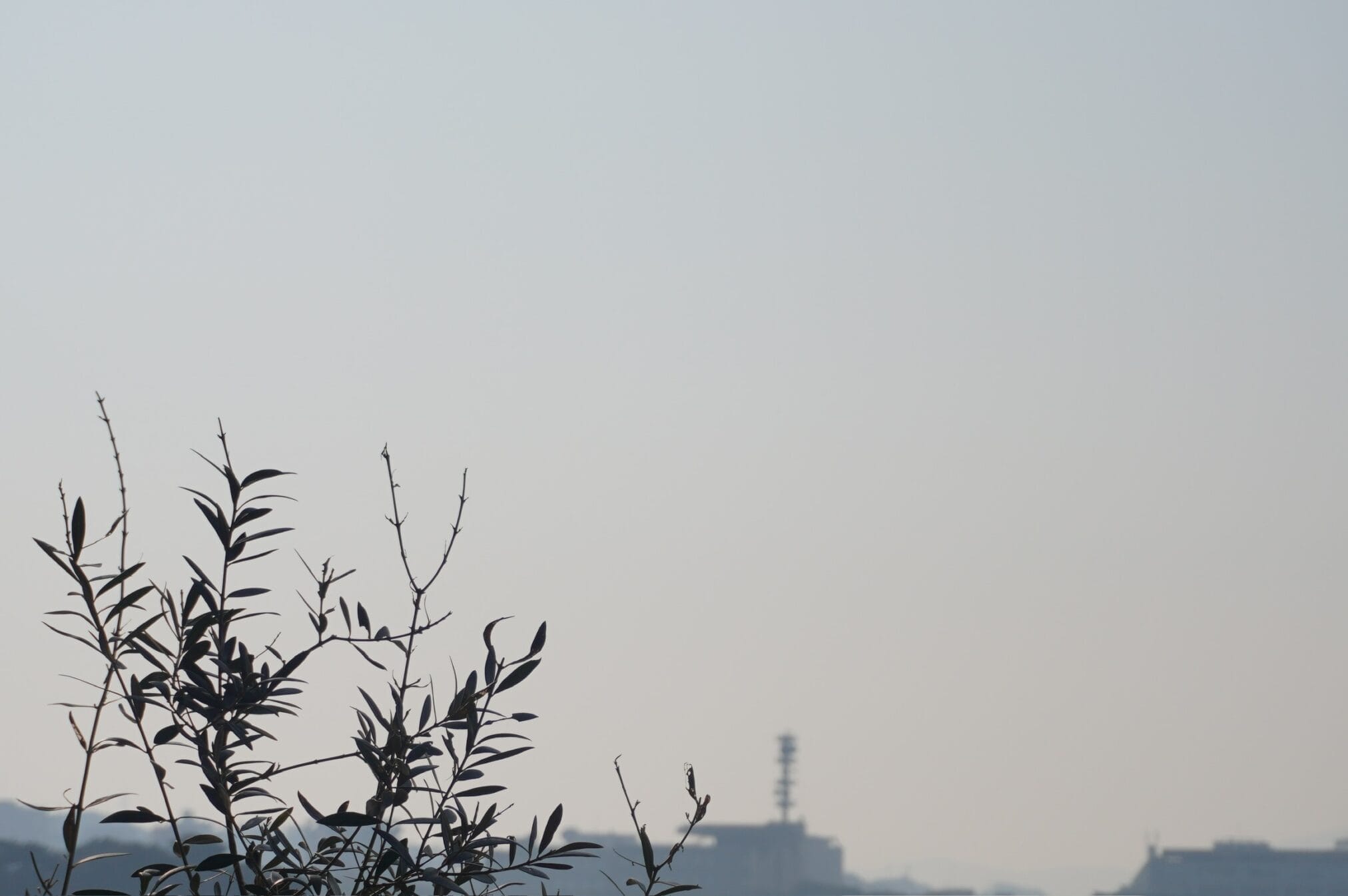 กิ่งไม้สีดำตัดกับพื้นหลังสีเทาอ่อน มีอาคารในระยะไกล