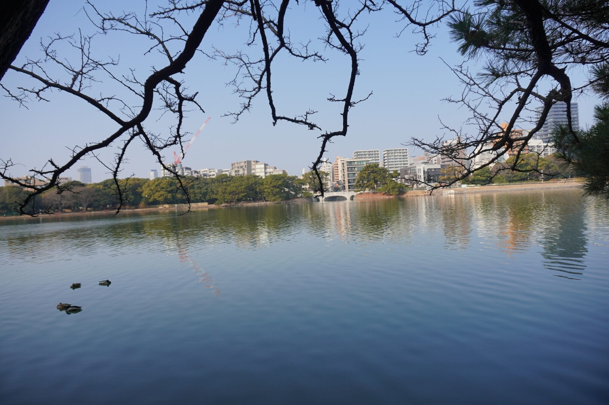 ทะเลสาบในฟุกุโอกะ มีเป็ดว่ายน้ำและอาคารในพื้นหลัง