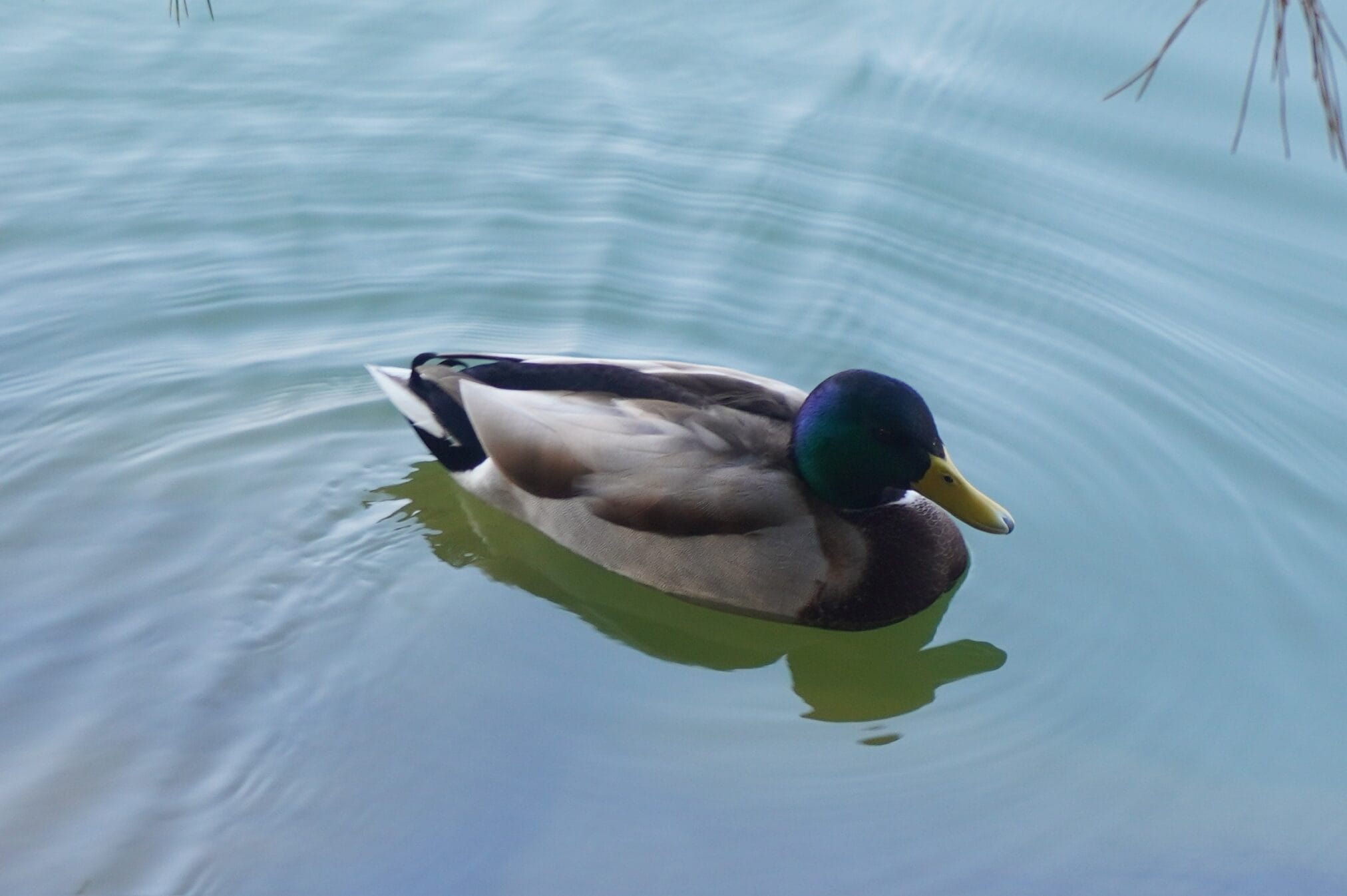 เป็ดตัวผู้ว่ายน้ำในน้ำสีฟ้าอ่อน