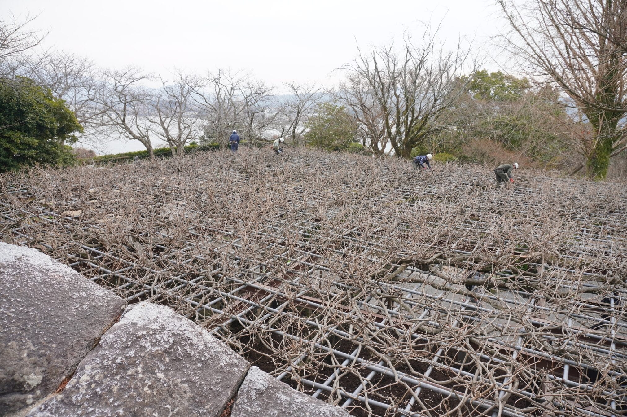 คนงานดูแลต้นไม้เลื้อยบนโครงสร้างในสวนญี่ปุ่น, คิวชู
