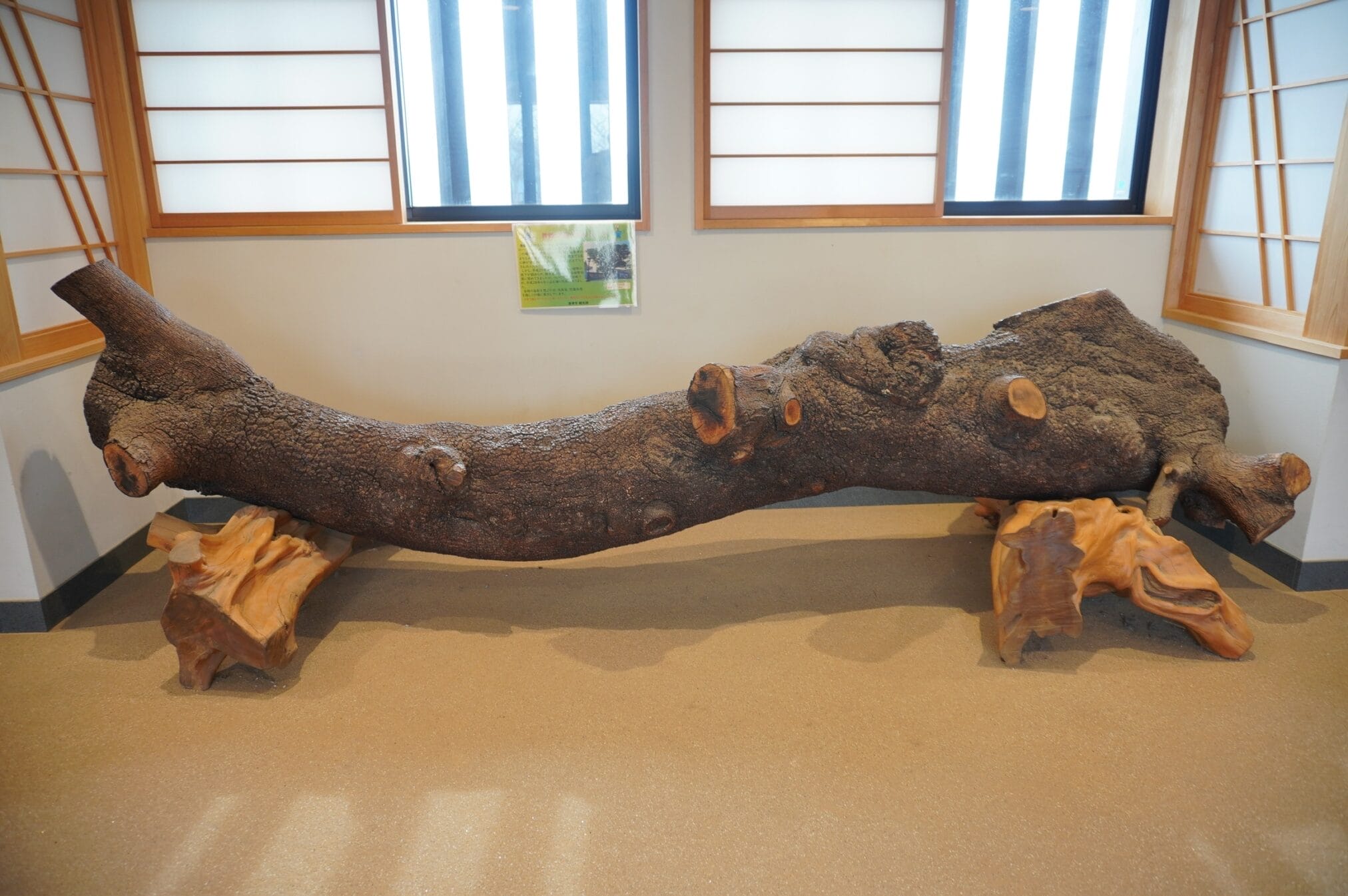 ท่อนซุงขนาดใหญ่บนขาตั้งไม้ ในการเดินทางไปคิวชู ฟุกุโอกะ