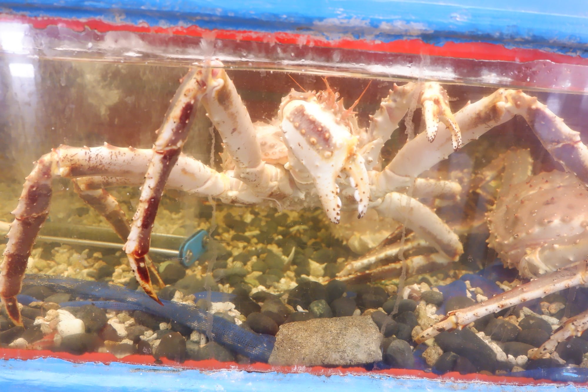 ปูทาราบะตัวใหญ่ในตู้ปลา, ทริปขับรถจากฮอกไกโดถึงโตเกียว