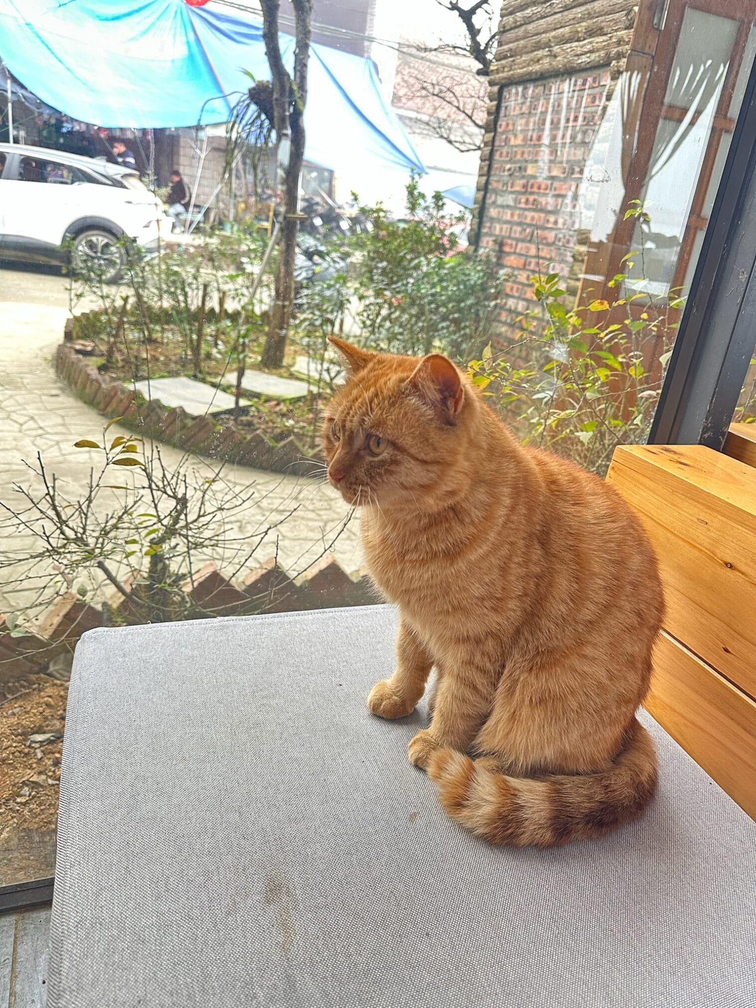 แมวสีส้มนั่งบนเก้าอี้มองออกไปข้างนอก