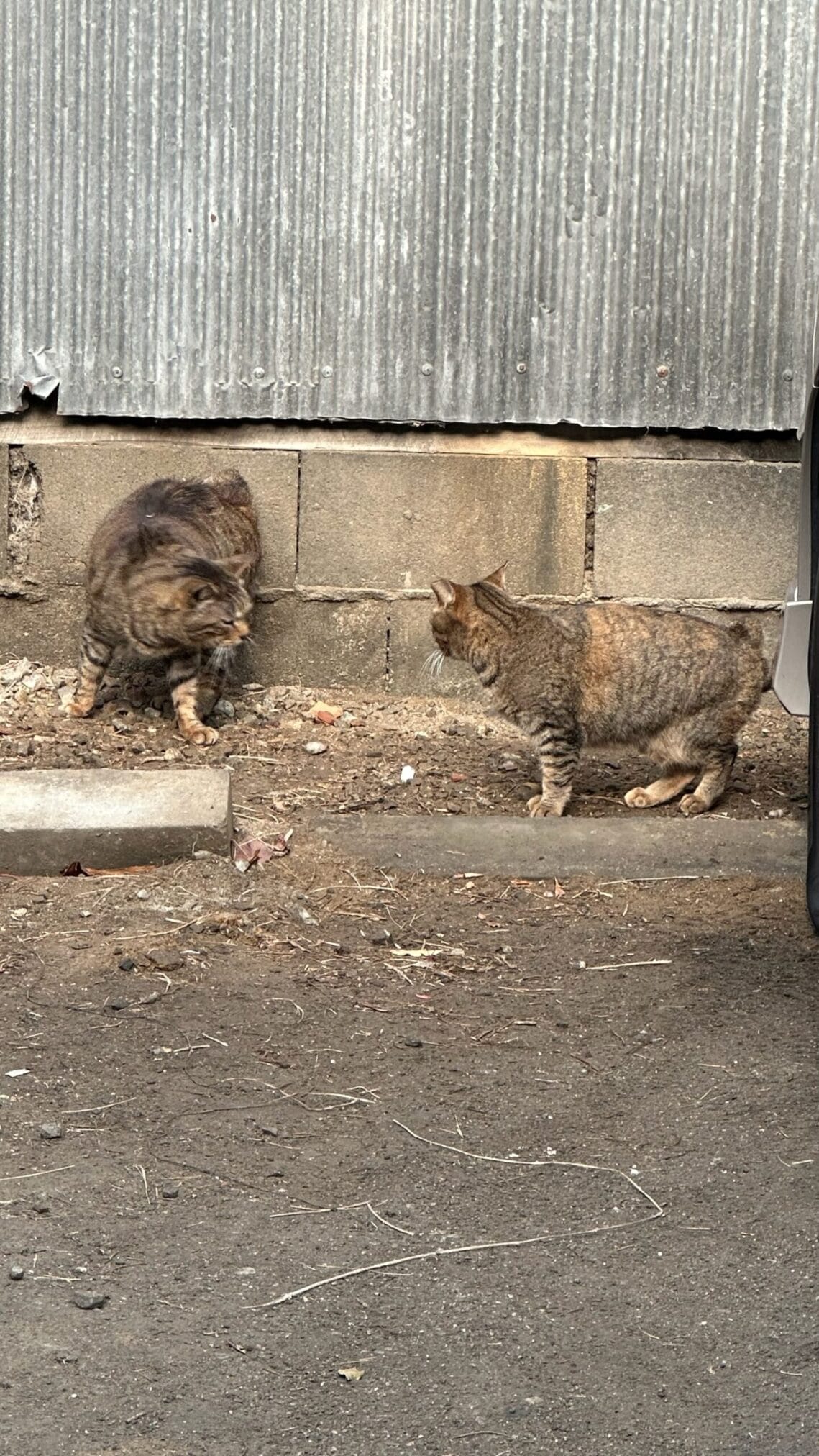 แมวสองตัวเผชิญหน้ากันข้างกำแพงในฟุกุโอกะ โออิตะ คุมาโมโต