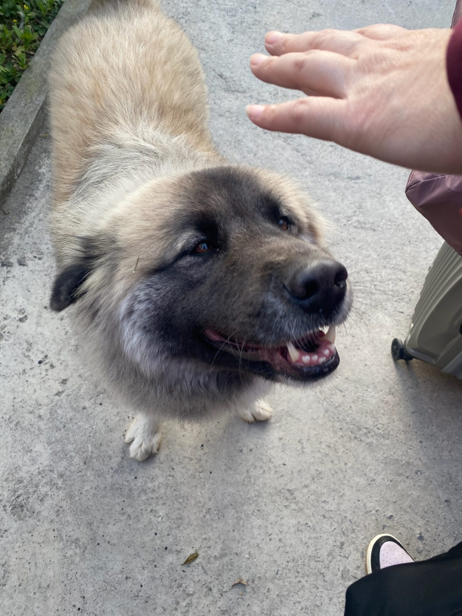 สุนัขขนยาวสีน้ำตาลอ่อนเงยหน้ามองมือที่ยื่นมา ฮานอย – ตามด๋าว EP1