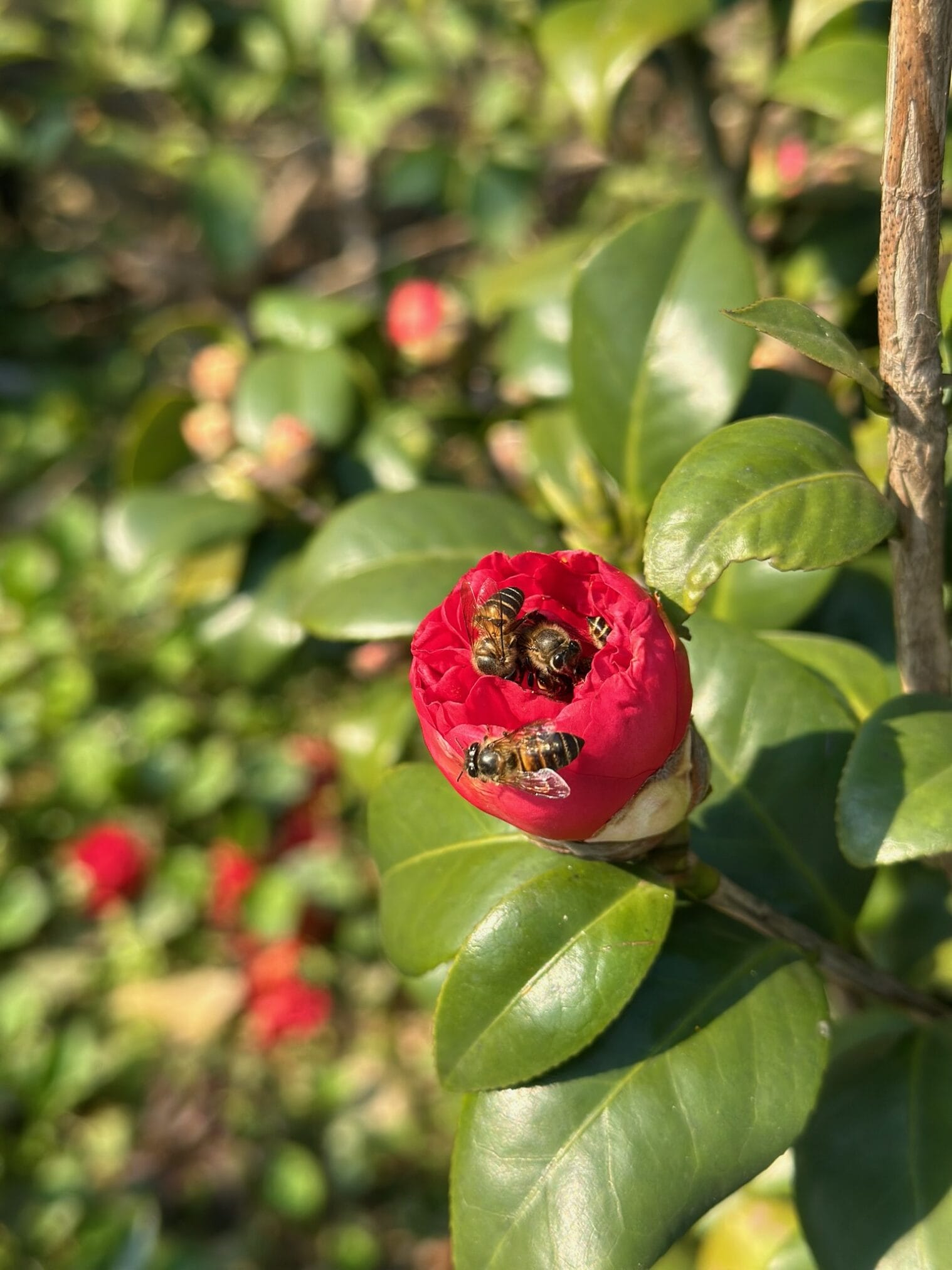 ผึ้งเก็บน้ำหวานจากดอกคามิเลียสีแดงในฮานอย